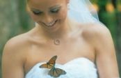 Motyle na ślubie