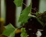 Sale weselne - Kamienica pod Orłem - SalaDlaCiebie.com - 20